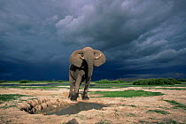 Bull elephant with thunderstorm approaching {Loxondonta africana} Moremi WR, Botswana