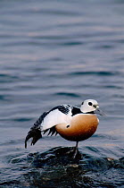 Steller's eider duck male stretching wing {Plysticta stelleri} Vardo, Norway.