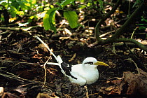 White tailed tropic bird {Phaethon lepturus} on ground nest, pacific islands