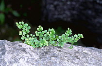 Wall rue spleenwort on rock {Asplenium ruta muraria}, Yorkshire, UK