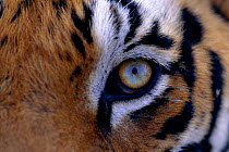 Close up of Tiger face {Panthera tigris}, India
