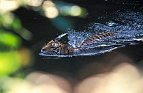 Sumatran tiger swimming {Panthera tigris sumatrae} captive, occurrs SE Asia