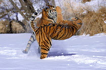 Siberian tigers play fighting in snow {Panthera tigris altaica}