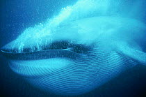 Blue whale underwater close-up of head and mouth feeding with pouch inflated, Mexico