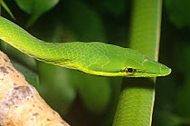 Green vine snake {Oxybelis fulgidus} captive