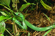 Parrot snake {Leptophis sp} Yasuni NP, Ecuador