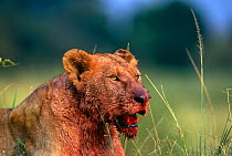 Lioness {Panthera leo} with face covered in blood from feeding, Masai Mara GR, Kenya