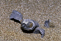 Olive ridley turtle hatchlings {Lepidochelys olivacea} emerging from beach nest, Costa Rica
