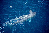 Aerial view of feeding Blue whale at sea surface {Balaenoptera musculus}, Mexico