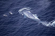 Aerial view of Blue whale (Balaenoptera musculus) and Risso's dolphins (Grampus griseus) Mexico