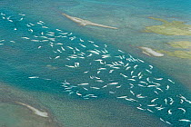 Aerial view of Beluga/white whales {Delphinapterus leucas} Cunningham Islet Canadian Arctic