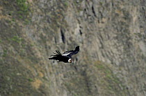Andean condor in flight {Vultur gryphus} Arequipa, Peru, South America
