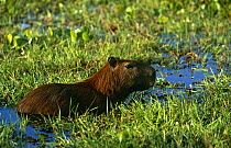 Capybara in swamp {Hydrochoerus hydrochoerus}, Llanos, Hato El Frio, Venezuela, South America