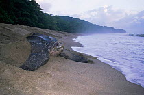 Leatherback turtle returning to sea after laying eggs {Dermochelys coriacea} Grand Riviere, Trinidad
