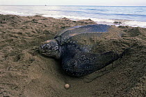 Leatherback turtle on beach to lay eggs {Dermochelys coriacea} Grand Riviere, Trinidad