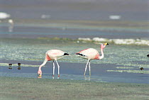 James flamingoes on Lago Colorado {Phoenicoparrus jamesi} Bolivian Andes, 4200m
