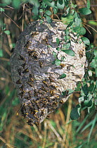 Nest of Median wasps {Dolichovespula media} hung in low bush, Wiltshire, UK