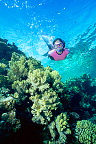 Snorkeller swimming over coral reef Sharm el Sheikh, Red Sea Egypt