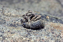 Weevil {Curculionoidae} 'playing' dead in defence, South Africa