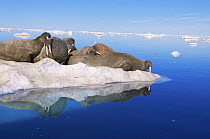 Atlantic Walrus hauled out on ice floe {Odobenus rosmarus} Northern Baffin Island, Canada