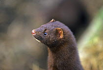 American mink {Mustela vision} head profile, captive, UK.