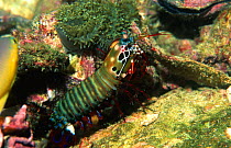 Mantis shrimp {Odontodactylus scyllarus} Andaman Sea, Thailand