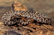 Western Massasauga pygmy rattlesnake {Sisturus catenatus tergeminus} Texas, USA. Captive