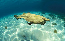 Shortnosed batfish {Ogcocephalus nasutus}, Caribbean Sea
