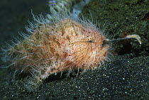 Hairy frogfish (Antennarius striatus) with lure extended, Kungkungan Bay, Sulawesi, Indo-Pacific Ocean.