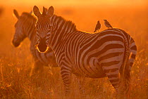 Common zebra with birds perched on back {Equus burchelli} evening light, East Africa