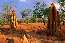 Termite mounds in Kakadu NP, Northern Territory, Australia