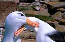 Black browed albatross pair courtship behaviour (Thalassarche melanophrys) Falkland Islands
