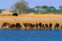 Sable {Hippotragus niger} drinking at waterhole with Ostrich behind, Hwange National Park, Zimbabwe
