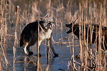 Two Coyotes {Canis latrans} fighting on frozen pond, Kettle River, Minnesota, USA, winter