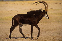 Sable antelope {Hippotragus niger} male, Hwange National Park, Zimbabwe