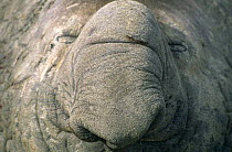 Dozing bull Elephant seal {Mirounga genus} close-up of nose, South Georgia.