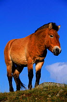 Portrait of  Przewalski horse, Scotland
