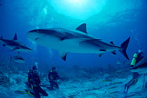 Divers watching Caribbean Reef sharks {Carcharhinus perezi} Bahamas Caribbean Model released.