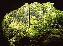 Mouth of limestone cave, Napo-Galeras NP, cloudforest, Amazonia, Ecuador
