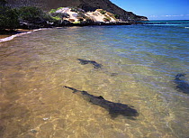 Whitetip reef sharks {Triaendon obesus} basking in shallow water, Bartolome island, Galapagos