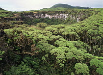 Volcanic crater in the forest of Los Gemelos, Santa Cruz Island, Galapagos