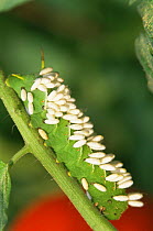Caterpillar larva of Tomato hornworm moth {Manduca quinquemaculata} with parasitic wasp cocoons. Pennsylvania, USA