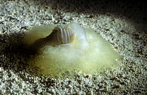 Benthic bristleworm (Polychaete) Gulf of Mexico, Deep sea species