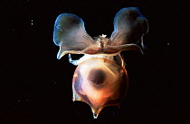 Deepsea pteropod / nudibranch {Cavolinia}, Gulf of Mexico