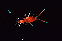 Deepsea amphipod {Scypholanceola sp} Gulf of Mexico