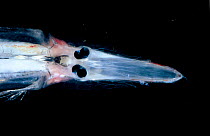 Spookfish {Dolichopteryx rostrata} - deepsea species occurring in the twilight zone. Off Cape Verde Iles, Atlantic. (Dolichopteryx rostrata Fukui & Kitigawa, 2006)