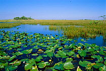 Everglades NP with waterlilies and swamp Florida, USA
