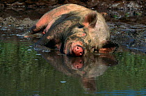 Domestic pig, mixed breed {Sus scrofa domestica} wallowing in mud, Illinois, USA 1996