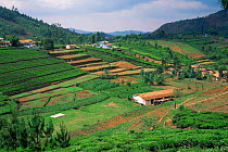 Terraced agriculture on slopes, Nilgiri mountains, Tamil Nadu, Southern India