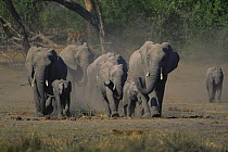 African elephant herd {Loxodonta africana} Moremi wildlife reserve, Botswana